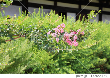 輝　百日紅の花 132654139
