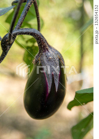 秋ナスのクローズアップ 秋ナスのクローズアップ 132654152