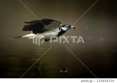 Magpie Lark mid-flight with prey Magpie Lark mid-flight with prey 132654154
