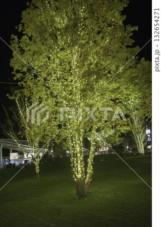 光に包まれた木々のイルミネーションと夜の公園風景 光に包まれた木々のイルミネーションと夜の公園風景 132654271