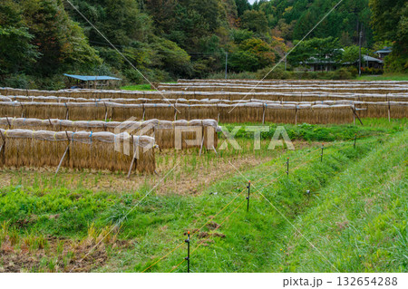 田んぼの稲木掛け 132654288