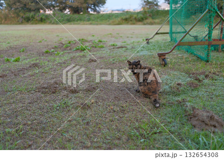 広場で遊ぶさび猫 広場で遊ぶさび猫 132654308
