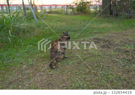 広場で遊ぶさび猫 広場で遊ぶさび猫 132654419