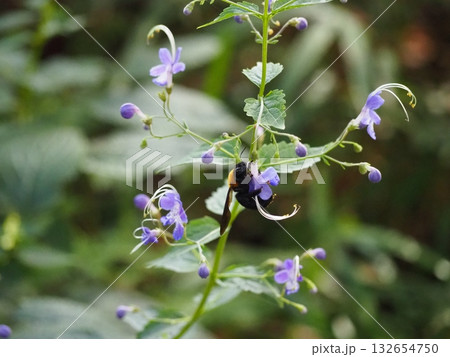 カリガネソウと蜂 132654750