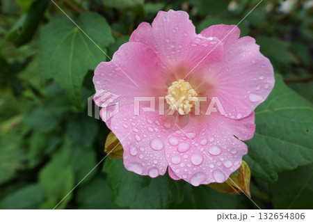 雨の日の芙蓉の花 132654806