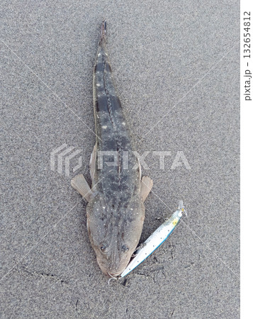 釣れたてマゴチとルアー（ルアーフィッシング） 132654812