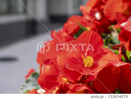 鮮やかな赤いベゴニアの花のクローズアップ 132654879