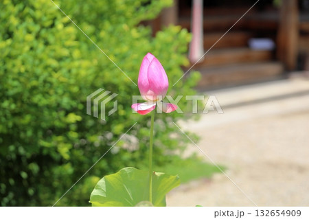 境内の蓮の花 境内の蓮の花 132654909