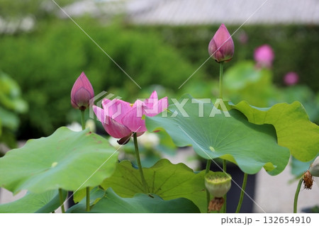 境内の蓮の花 境内の蓮の花 132654910