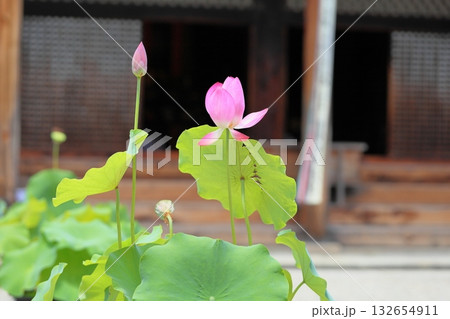 境内の蓮の花 境内の蓮の花 132654911