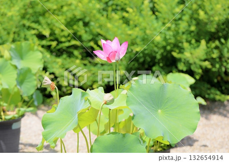境内の蓮の花 132654914