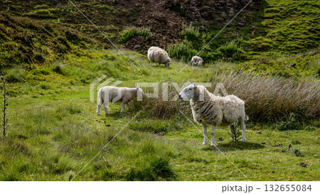 Sheep grazing in North York Moors National Park, UK 132655084