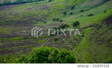 Winding path through heather moorland in North York Moors National Park, UK 132655128