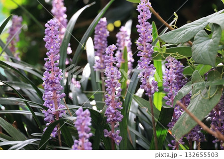 ヤブランの花 132655503