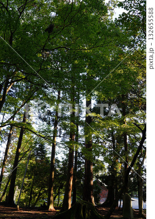 比叡山延暦寺境内の木立の風景 132655588