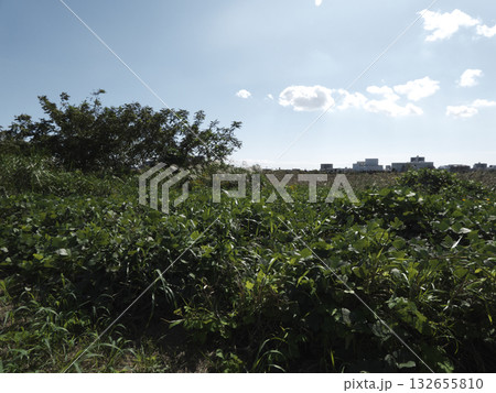 青空と白い雲が広がる多摩川河川敷の広大な草地と遠くに見えるビル 132655810