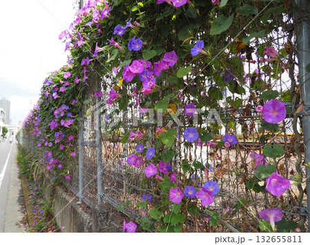 ピンクと紫の朝顔がびっしりと咲き誇る金網フェンスと、夏の道端 ピンクと紫の朝顔がびっしりと咲き誇る金網フェンスと、夏の道端 132655811