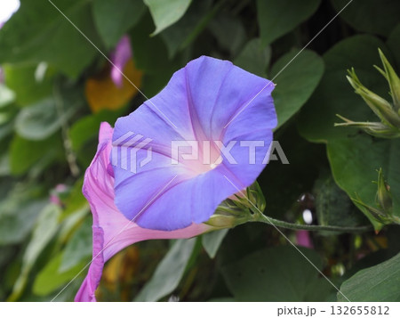 青紫のグラデーションが美しい朝顔のクローズアップと瑞々しい葉 132655812