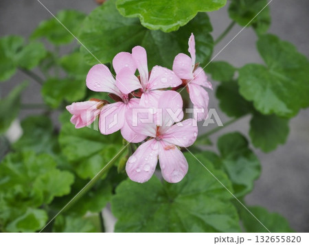 瑞々しい緑の葉を背景に、雨粒を纏った淡いピンク色の花々 132655820