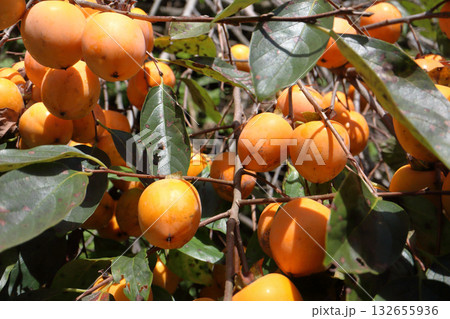 たわわに実った柿 たわわに実った柿 132655936