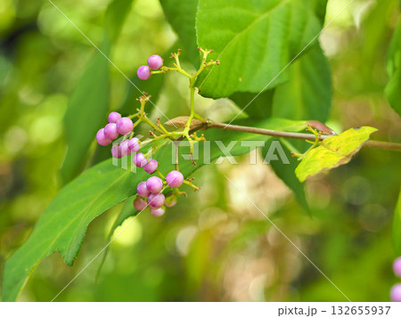 ムラサキシキブ（果実） 132655937