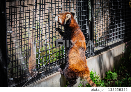 北海道　旭山動物園　レッサーパンダ 132656333