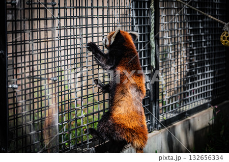 北海道 旭山動物園 レッサーパンダ 北海道 旭山動物園 レッサーパンダ 132656334