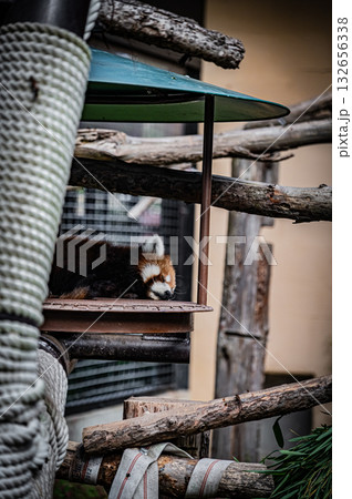 北海道　旭山動物園　レッサーパンダ 132656338
