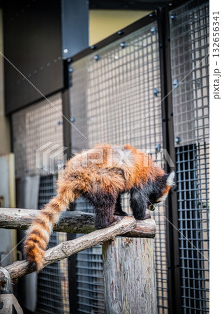 北海道 旭山動物園 レッサーパンダ 北海道 旭山動物園 レッサーパンダ 132656341