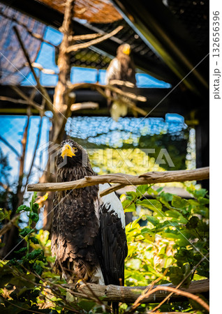 北海道　旭山動物園　コンドル 132656396