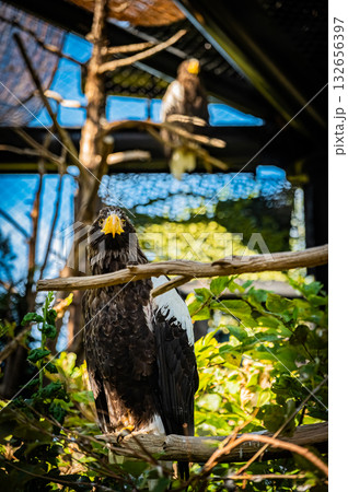 北海道 旭山動物園 コンドル 北海道 旭山動物園 コンドル 132656397