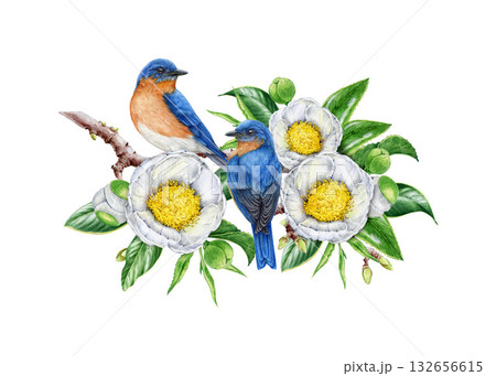 Bluebird couple on blooming white camellia tree branch watercolor illustration. Hand drawn cute garden birds perched on camellia twig with white flowers and leaves. Isolated on white background 132656615