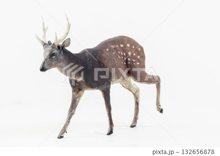 deer animal on isolated background deer animal on isolated background 132656878