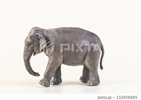 asian elephant on isolated background asian elephant on isolated background 132656885