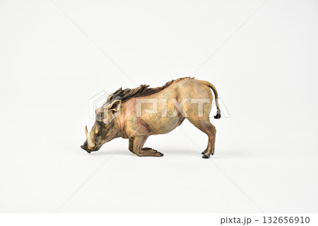boar animal on isolated background boar animal on isolated background 132656910