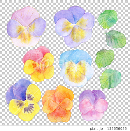 Watercolor illustration of colorful pansy flowers 132656926