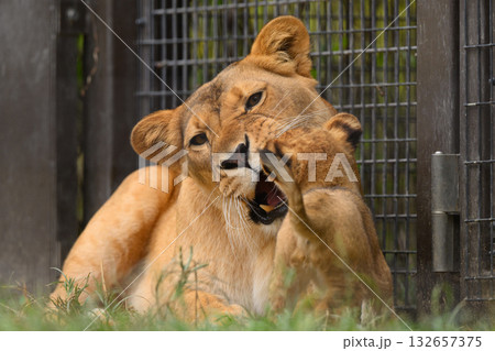 子を叱るライオンの母 132657375