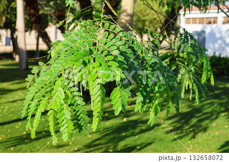 Robinia pseudoacacia or long-leaved acacia Robinia pseudoacacia or long-leaved acacia 132658072