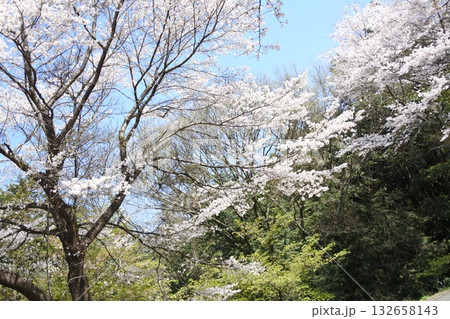 満開の桜の花、さくら、桜、花、春 132658143