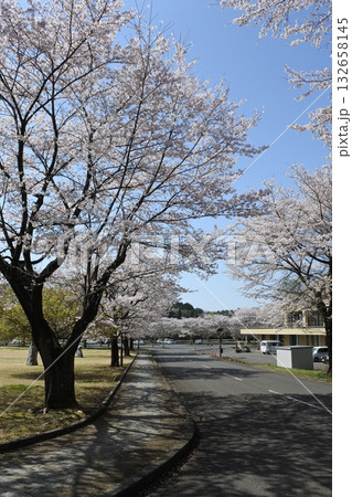 満開の桜の花、さくら、桜、花、春 132658145