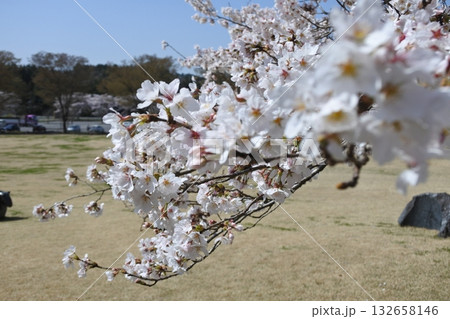満開の桜の花、さくら、桜、花、春 132658146