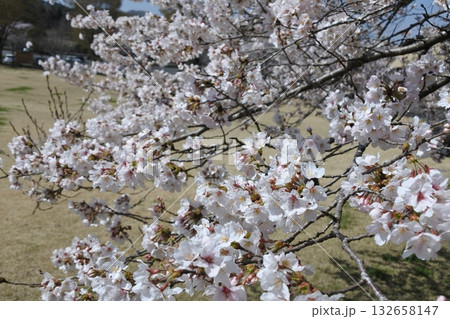 満開の桜の花、さくら、桜、花、春 満開の桜の花、さくら、桜、花、春 132658147