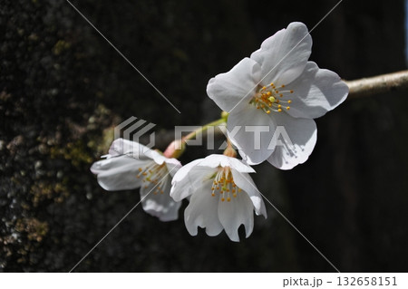 満開の桜の花、さくら、桜、花、春 満開の桜の花、さくら、桜、花、春 132658151
