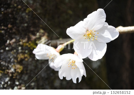 満開の桜の花、さくら、桜、花、春 満開の桜の花、さくら、桜、花、春 132658152