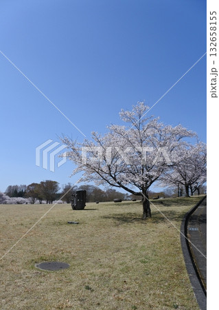 満開の桜の花、さくら、桜、花、春 満開の桜の花、さくら、桜、花、春 132658155