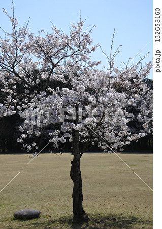 満開の桜の花、さくら、桜、花、春 満開の桜の花、さくら、桜、花、春 132658160