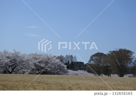 満開の桜の花、さくら、桜、花、春 満開の桜の花、さくら、桜、花、春 132658165