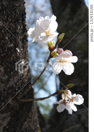 満開の桜の花、さくら、桜、花、春 満開の桜の花、さくら、桜、花、春 132658166
