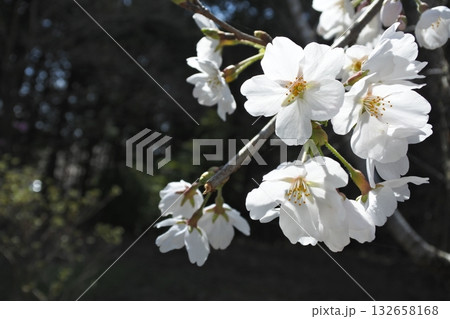 満開の桜の花、さくら、桜、花、春 満開の桜の花、さくら、桜、花、春 132658168