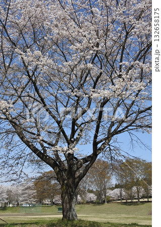 満開の桜の花、さくら、桜、花、春 満開の桜の花、さくら、桜、花、春 132658175